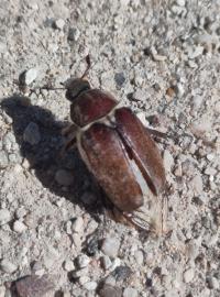 <i>Anoxia villosa</i>