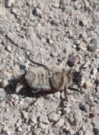 <i>Anoxia villosa</i>