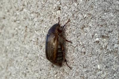 <i>Amphimallon</i>