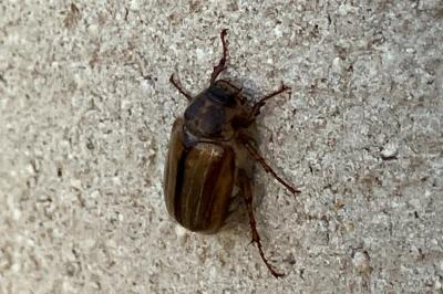 <i>Amphimallon</i>