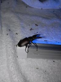 <i>Lucanus cervus</i>