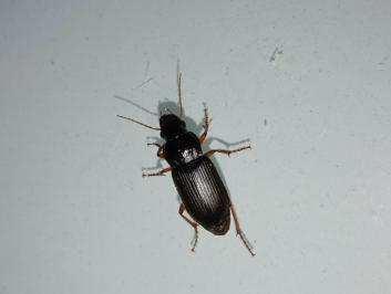 <i>Pseudoophonus rufipes</i>