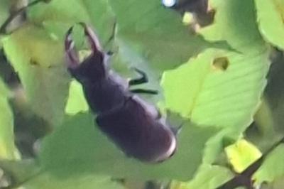 <i>Lucanus cervus</i>