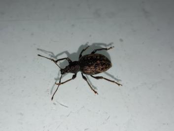 <i>Otiorhynchus aurifer</i>
