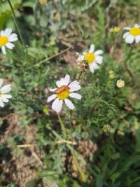 <i>Rhagonycha fulva</i>