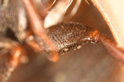<i>Anacaena limbata</i>