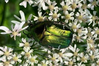 <i>Cetonia aurata</i>