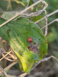 <i>Subcoccinella vigintiquatuorpunctata</i>