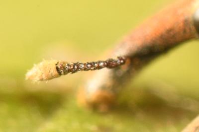 <i>Lixus punctiventris</i>