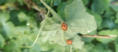 <i>Henosepilachna argus</i>
