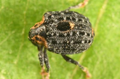 <i>Cionus tuberculosus</i>