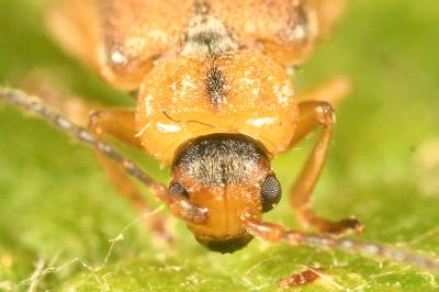 <i>Galerucella pusilla</i>