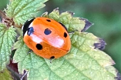 <i>Coccinella septempunctata</i>