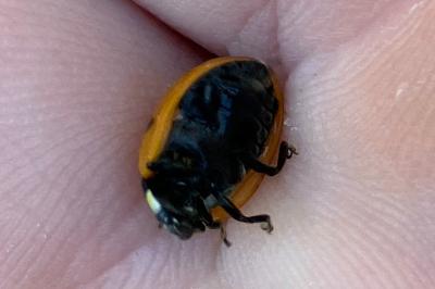 <i>Coccinella septempunctata</i>