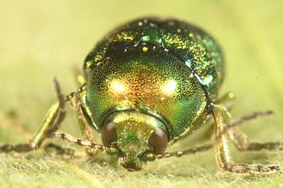 <i>Cryptocephalus aureolus</i>