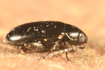 <i>Phyllotreta atra</i>