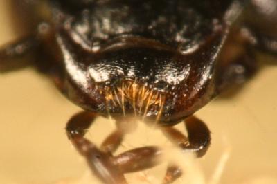 <i>Amblystomus niger</i>