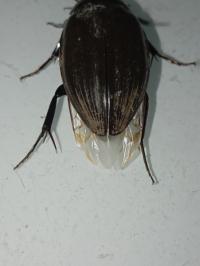<i>Hydrophilus piceus</i>