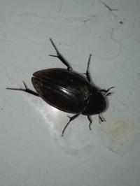 <i>Hydrophilus piceus</i>