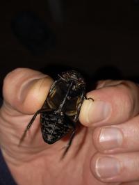 <i>Hydrophilus piceus</i>