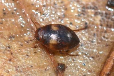 <i>Clemnius decoratus</i>
