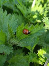 <i>Coccinella septempunctata</i>