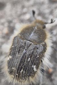 <i>Tropinota hirta</i>