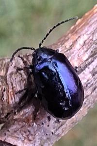 <i>Agelastica alni</i>