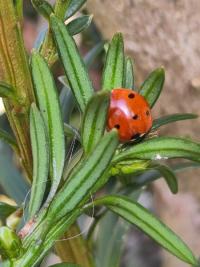 <i>Coccinella septempunctata</i>