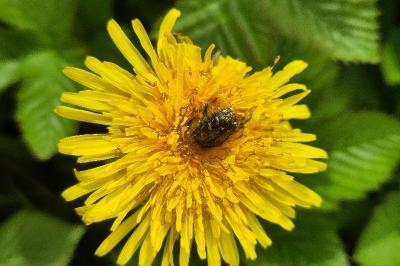 <i>Tropinota hirta</i>