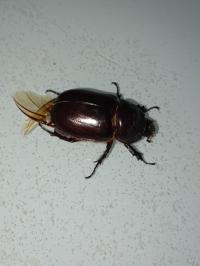 <i>Oryctes nasicornis</i>