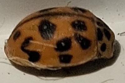 <i>Oenopia conglobata</i>