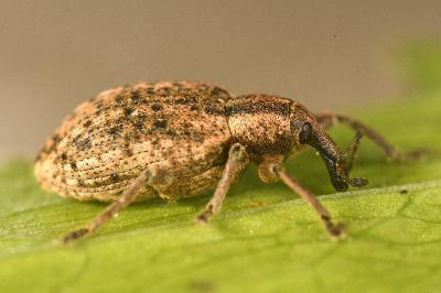 <i>Hypera conmaculata</i>