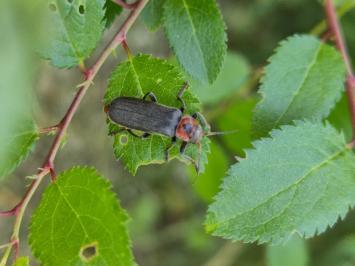 <i>Cantharis rustica</i>