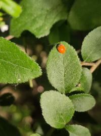 <i>Adalia decempunctata</i>
