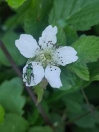 <i>Oedemera nobilis</i>