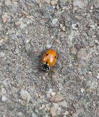 <i>Hippodamia variegata</i>