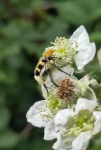 Trichius gallicus