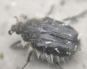 <i>Tropinota hirta</i>