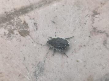 <i>Tropinota hirta</i>