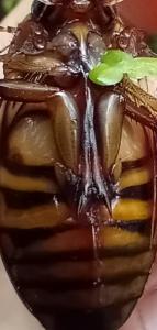<i>Dytiscus circumflexus</i>