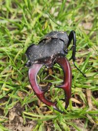 <i>Lucanus cervus</i>