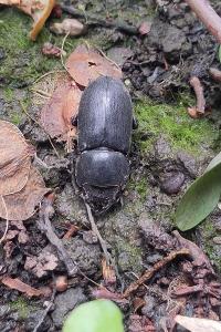 <i>Dorcus parallelipipedus</i>