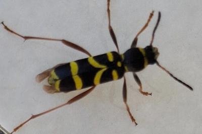 <i>Clytus arietis</i>