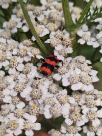 <i>Trichodes apiarius</i>