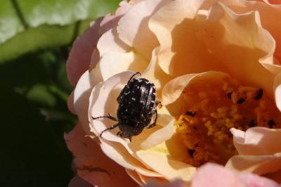 <i>Oxythyrea funesta</i>