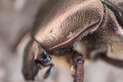 <i>Potosia cuprea</i>