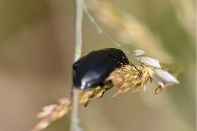 <i>Zabrus tenebrioides</i>