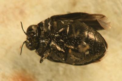 <i>Trachys quercicola</i>