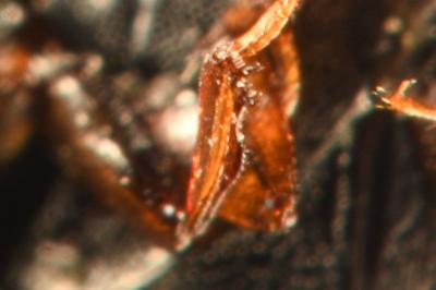 <i>Pachysternum capense</i>
